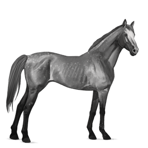 koń wierzchowy koń holsztyński jasnosiwa