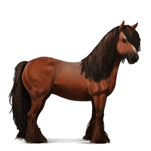 koń wierzchowy koń hanowerski kasztanowata