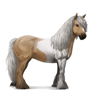 koń wierzchowy koń berberyjski siwa jabłkowita