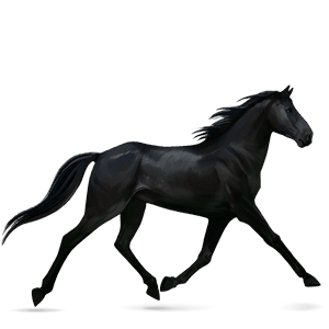 koń wierzchowy angloarab shagya ciemnogniada