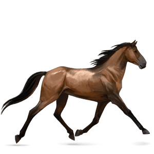 koń wierzchowy koń hanowerski gniada
