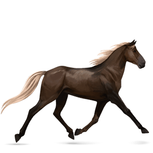 koń wierzchowy koń achał-tekiński jasnosiwa