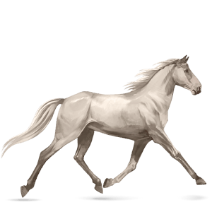 koń wierzchowy koń andaluzyjski izabelowata