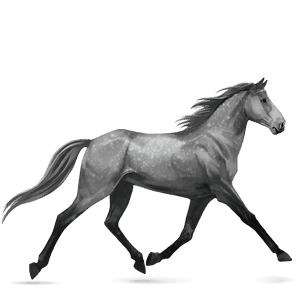 koń wierzchowy koń trakeński siwa jabłkowita