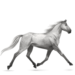 koń wierzchowy angloarab shagya siwa w hreczce