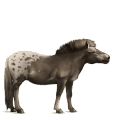 koń wierzchowy koń luzytański kasztanowata
