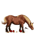 koń wierzchowy koń lipicański ciemnogniada