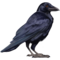 compagnon-raven.png